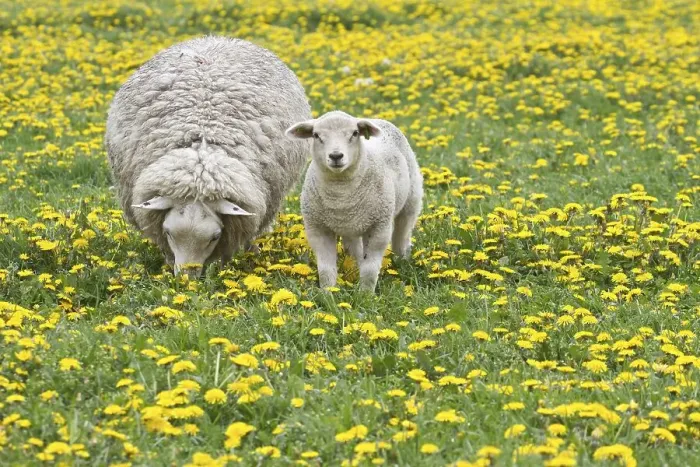 Framed Print : Sheep (Ovis orientalis aries) with lamb feeding in dandelion meadow