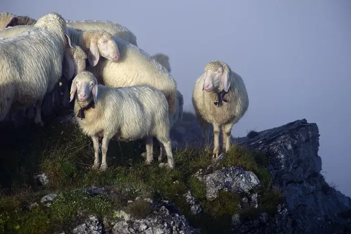 Framed Print : Sheep (Ovis orientalis aries) on a summit with fog Framed Print : Sheep (Ovis orientalis aries) on a summit with fog