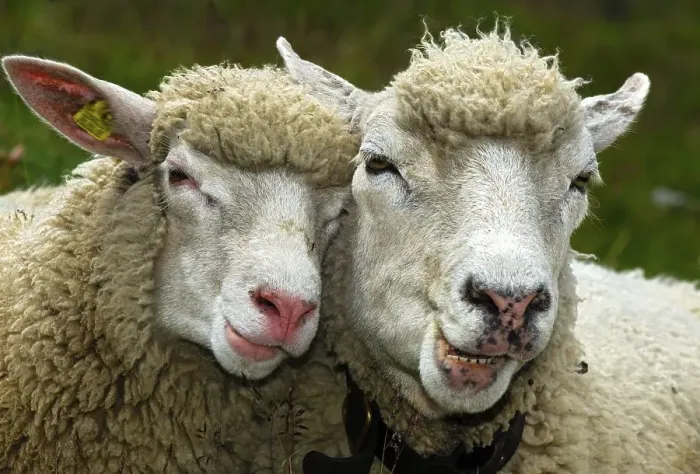 Framed Print : Two sheep in partnership