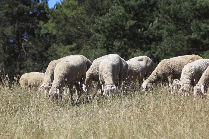 Framed Print : Sheep on the pasture, here in Franconian Switzerland