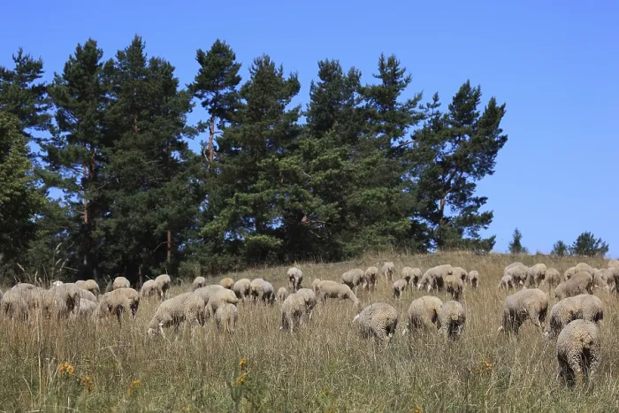 Framed Print : Sheep on the pasture, here in Franconian Switzerland