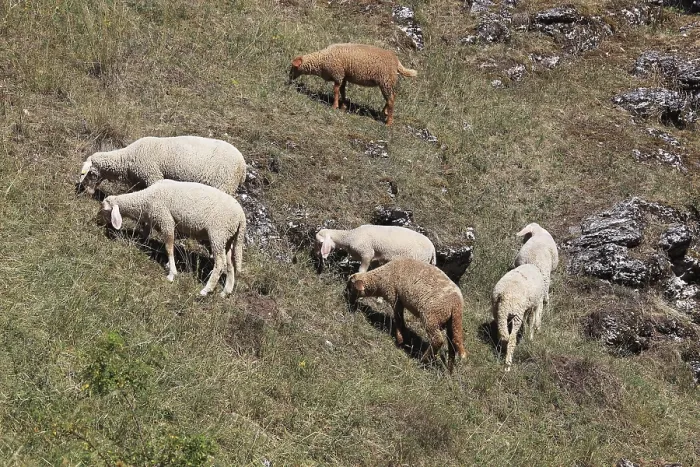 Framed Print : Sheep on the pasture, here in Franconian Switzerland