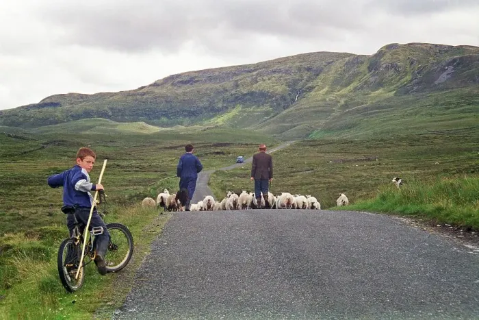 Framed Print : Sheep on the road, farmer, farmer Framed Print : Sheep on the road, farmer, farmer