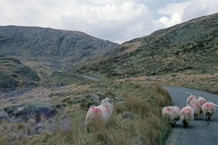 Framed Print : Sheep on the road, Ring of Beara Framed Print : Sheep on the road, Ring of Beara