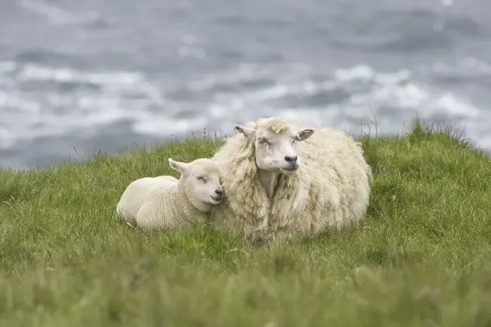 Framed Print : Sheep, Shetland ewe with lamb, resting on coastal pasture