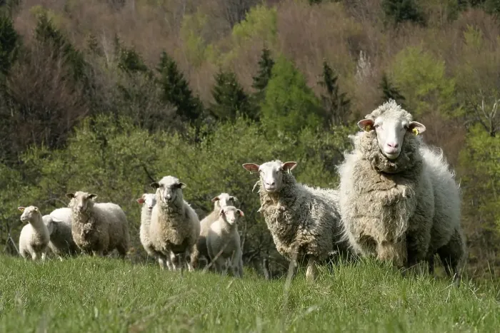 Framed Print : Sheep, Sidonie, White Carpathian Mountains