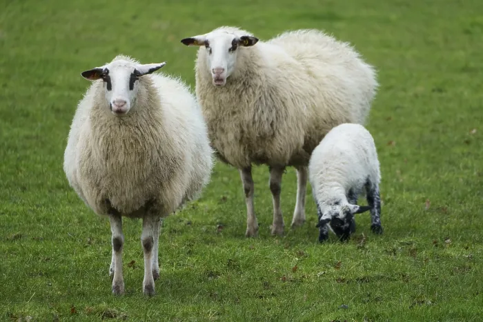 Framed Print : Three sheep stand in a green field Framed Print : Three sheep stand in a green field