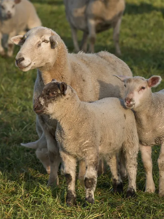 Framed Print : A sheep standing protectively with two lambs on a green field Framed Print : A sheep standing protectively with two lambs on a green field