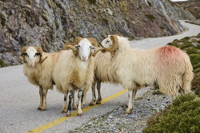 Framed Print : Four sheep standing on a winding road in a picturesque mountain landscape with rocks and bushes