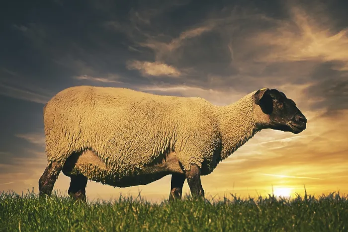 Framed Print : Sheep in the sunset on the dyke Framed Print : Sheep in the sunset on the dyke