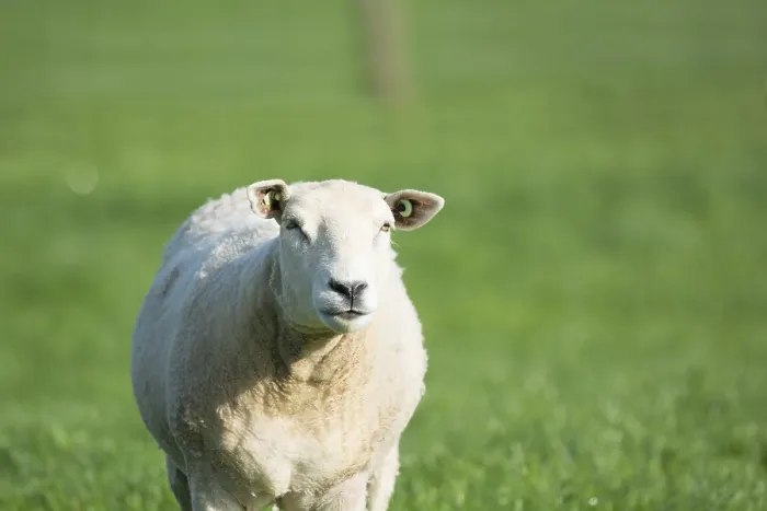 Framed Print : Sheep walking in green meadow