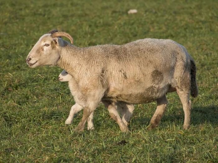 Framed Print : A sheep walks across a green pasture with a lamb
