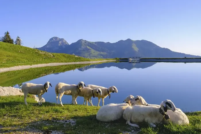 Framed Print : Sheep at the Walleralm reservoir Framed Print : Sheep at the Walleralm reservoir