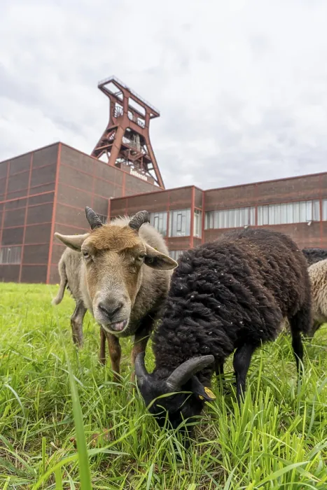 Framed Print : Sheep at the Zollverein Coal Mine Industrial Complex for the first time