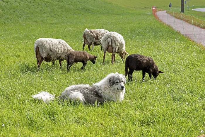 Framed Print : Sheepdog guarding sheep, lambs