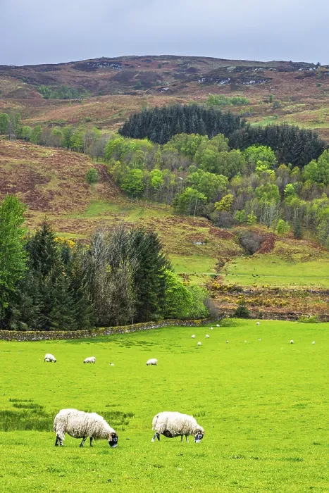 Framed Print : Sheeps on farms in West Highlands Farms
