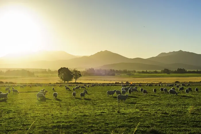 Framed Print : Sheeps grazing at sunset, near Queenstown Framed Print : Sheeps grazing at sunset, near Queenstown