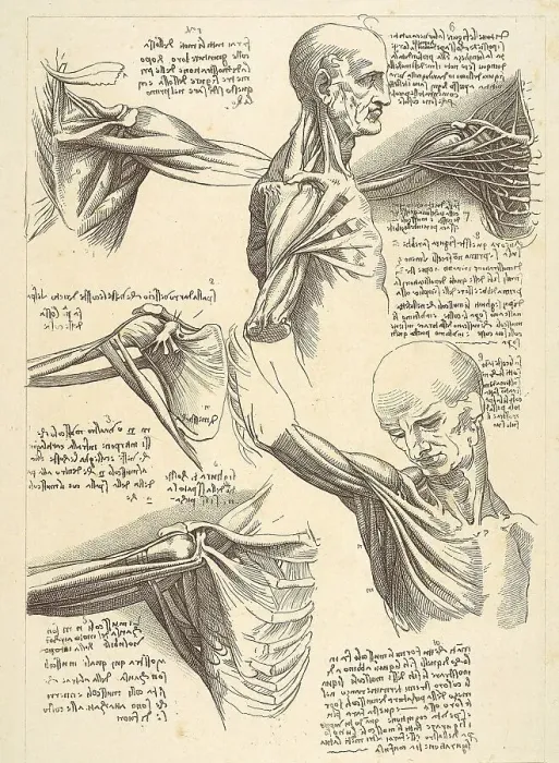 Framed Print : Sheet for anatomical studies of the shoulder muscles Framed Print : Sheet for anatomical studies of the shoulder muscles
