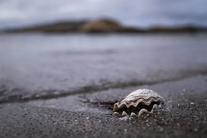Framed Print : Shell on the beach, Reso Island