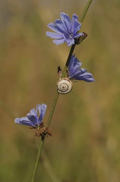 Framed Print : Shell of a Helicid Snail (Helicidae) attached to a Wild Cornflower or Bachelor's Button (Centaurea cyanus)