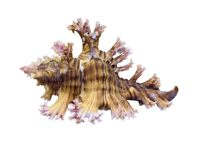 Framed Print : Shell of Murex Saulii or Chicoreus Saulii is a species of sea snail