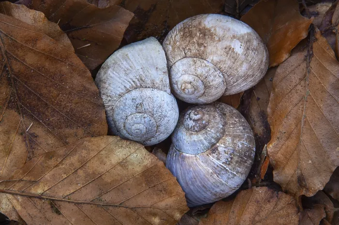 Framed Print : Shell of the vineyard snail (Helix pomatia)
