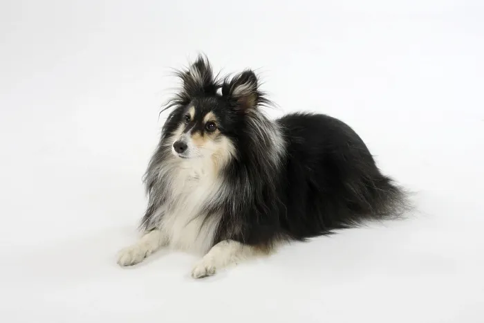 Framed Print : Sheltie, 10 years old, Shetland Sheepdog Framed Print : Sheltie, 10 years old, Shetland Sheepdog