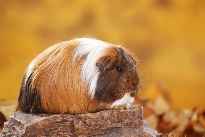 Framed Print : Sheltie guinea pig, gold agouti-red-white Framed Print : Sheltie guinea pig, gold agouti-red-white
