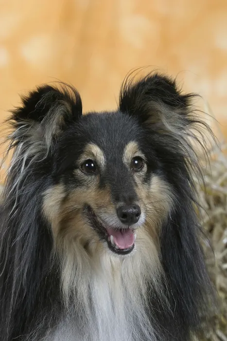Framed Print : Sheltie, Shetland Sheepdog Framed Print : Sheltie, Shetland Sheepdog