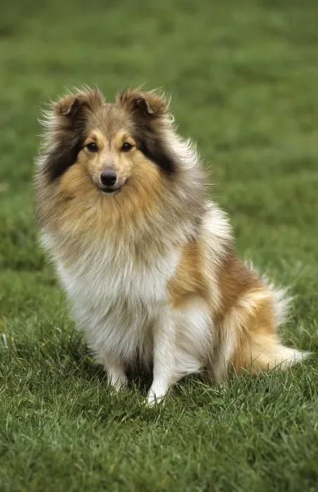 Framed Print : Sheltie sitting in grassland Framed Print : Sheltie sitting in grassland