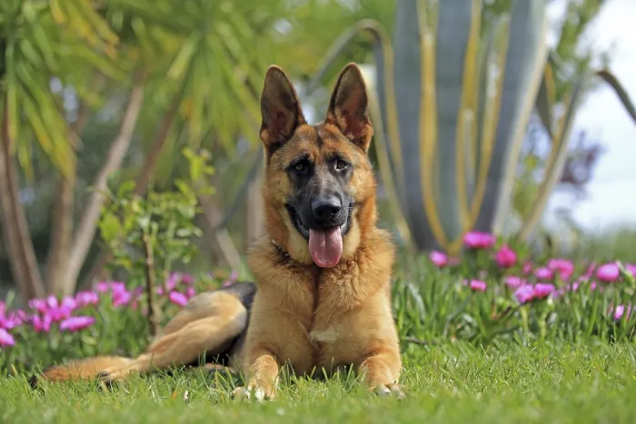 Framed Print : Shepherd dog, flowers, lying in the grass Framed Print : Shepherd dog, flowers, lying in the grass