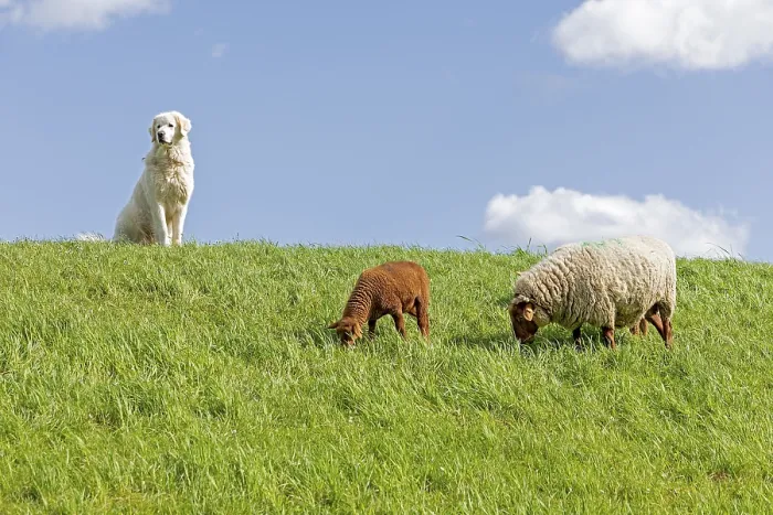 Framed Print : Shepherd dog guarding sheep, shepherd dog Framed Print : Shepherd dog guarding sheep, shepherd dog