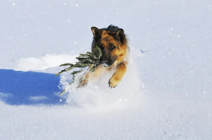 Framed Print : A shepherd dog playing in the snow and carrying a tree branch