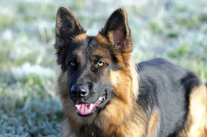 Framed Print : Shepherd dog, portrait, Spraitbach Framed Print : Shepherd dog, portrait, Spraitbach