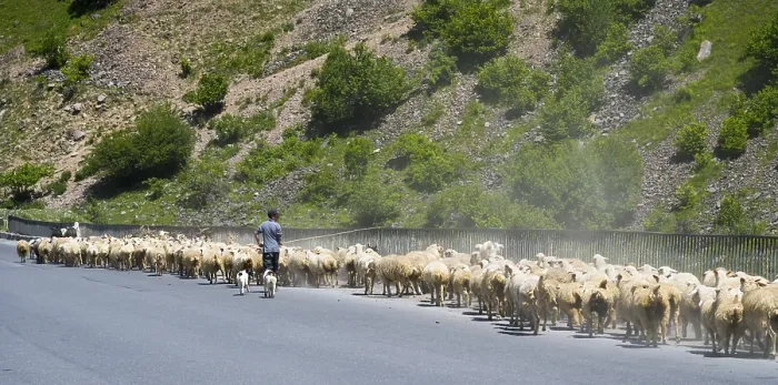 Framed Print : Shepherd drives a large flock of sheep along a road through a green landscape