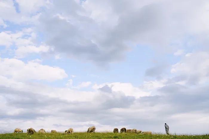 Framed Print : Shepherd and flock of sheep epically graze against the blue sky with clouds Framed Print : Shepherd and flock of sheep epically graze against the blue sky with clouds