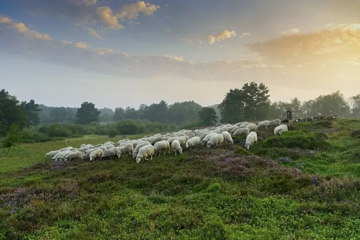 Framed Print : Shepherd with a flock of sheep in the heath at sunrise Framed Print : Shepherd with a flock of sheep in the heath at sunrise