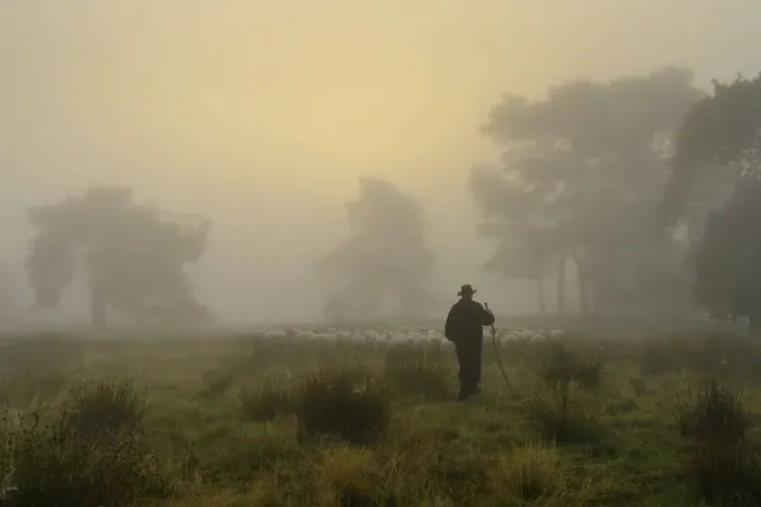 Framed Print : Shepherd with a flock of sheep in the heath at sunrise