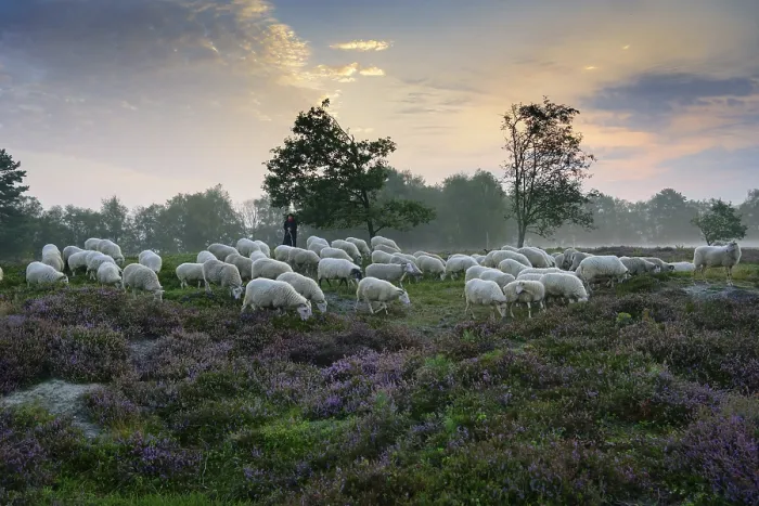 Framed Print : Shepherd with a flock of sheep in the heath at sunrise