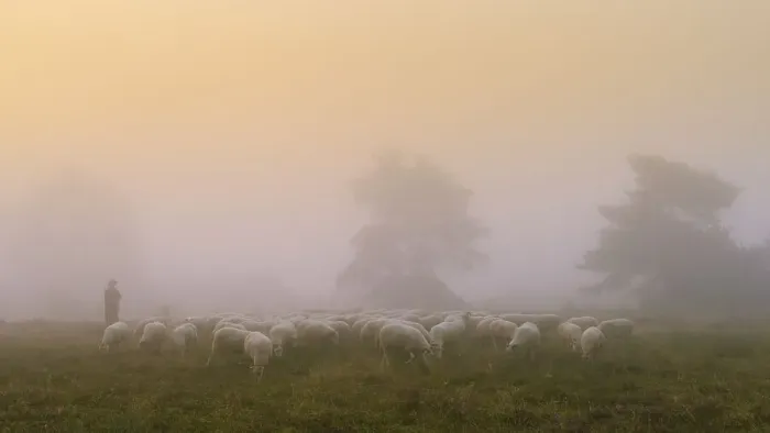 Framed Print : Shepherd with a flock of sheep in the heath at the Thuelsfeld dam at sunrise