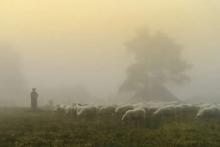 Framed Print : Shepherd with a flock of sheep in the heath at the Thuelsfeld dam at sunrise