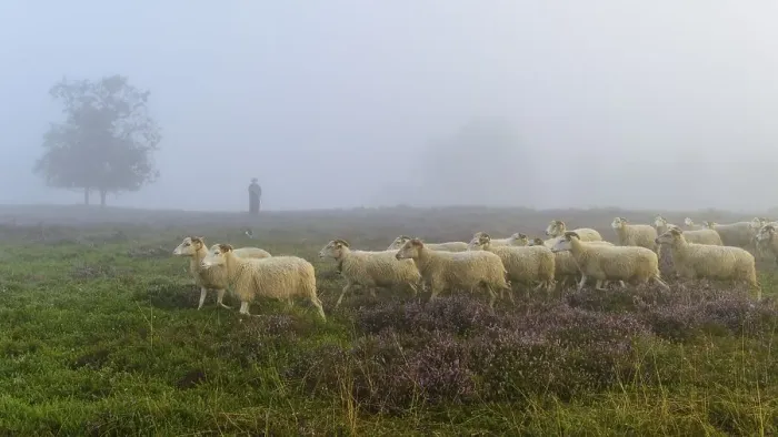 Framed Print : Shepherd with a flock of sheep in the heath at the Thuelsfeld dam at sunrise in the fog