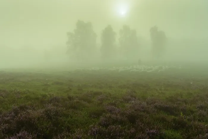 Framed Print : Shepherd with a flock of sheep in the heath at the Thulsfeld dam at sunrise in the fog