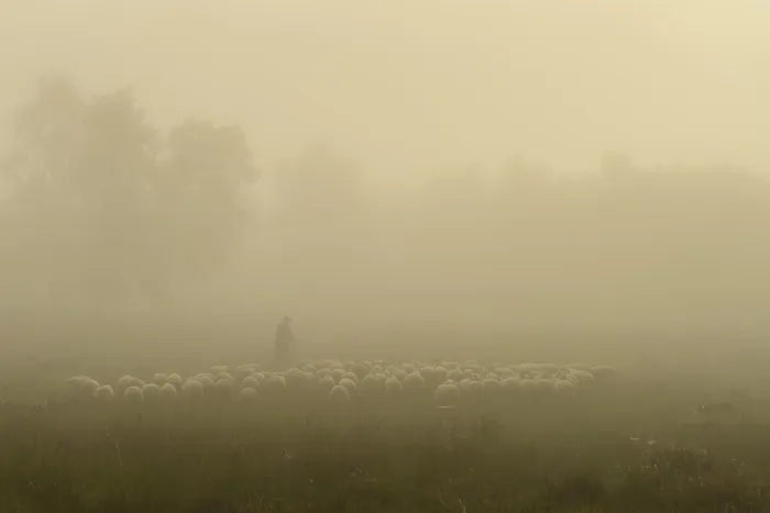 Framed Print : Shepherd with a flock of sheep in the heath at the Thulsfeld dam at sunrise in the fog