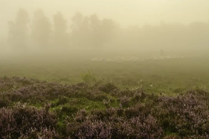 Framed Print : Shepherd with a flock of sheep in the heath at the Thulsfeld dam at sunrise in the fog