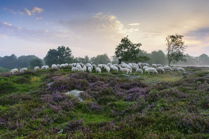 Framed Print : Shepherd with a flock of sheep in the heath at the Thulsfeld dam at sunrise in the fog
