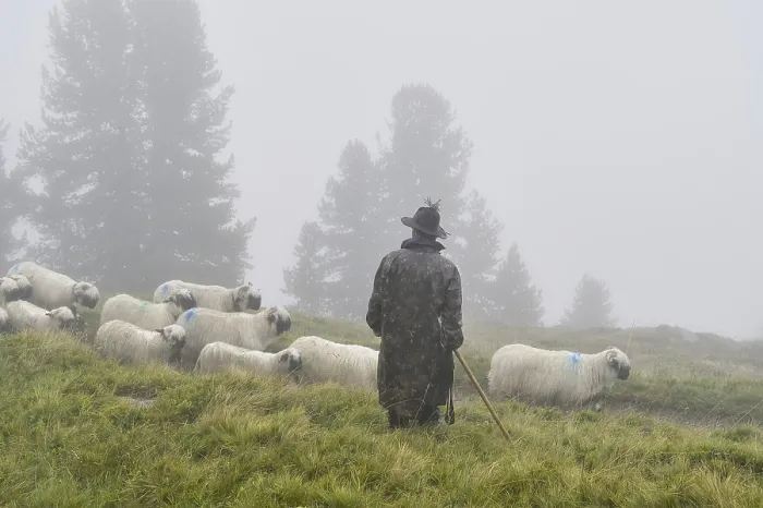 Framed Print : A shepherd with a flock of Valais black-nosed domestic sheep (Ovis orientalis aries)