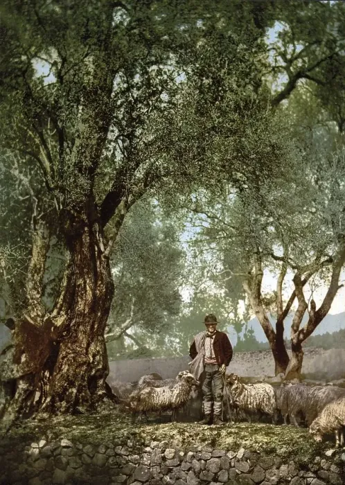Framed Print : Shepherd with herd in an olive grove