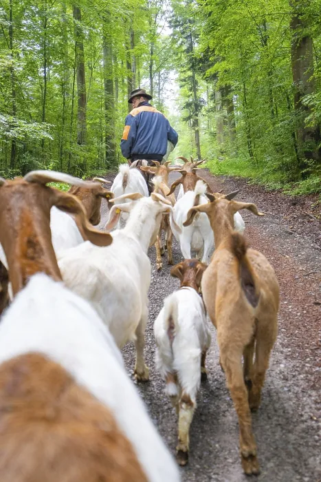 Framed Print : Shepherd leading herd of goats in the forest