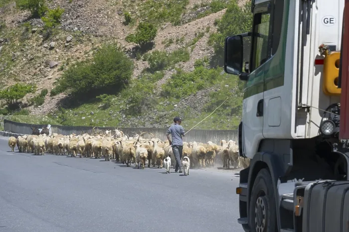 Framed Print : Shepherd leads a flock of sheep along a road